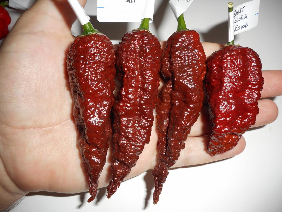 Bhut Brown 1.JPG