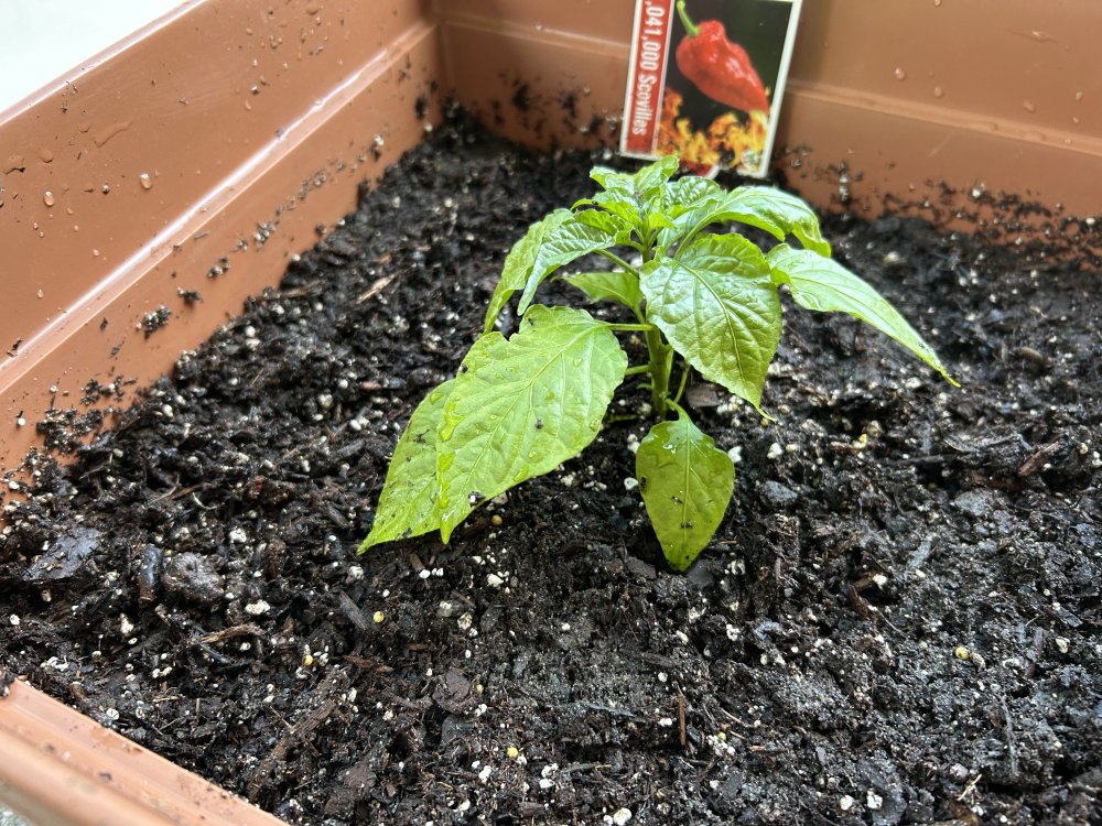 Timothy the ghost pepper sapling