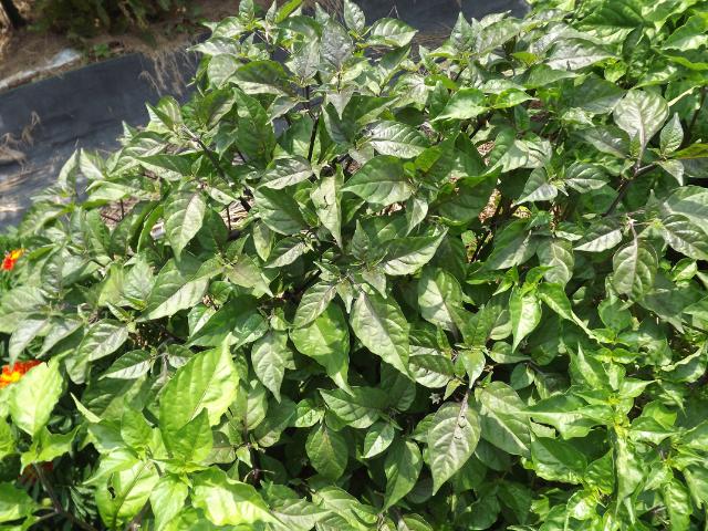 Bhut Purple - plant.JPG