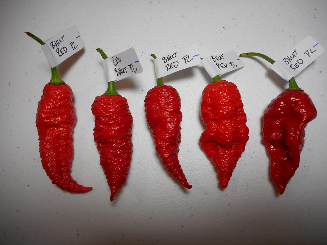 Bhut Red PL 1.JPG