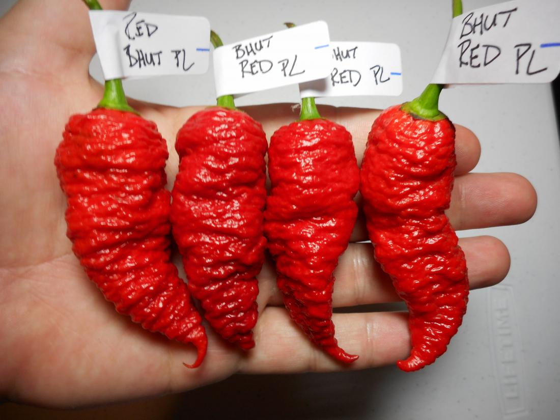 Bhut Red PL 2.JPG