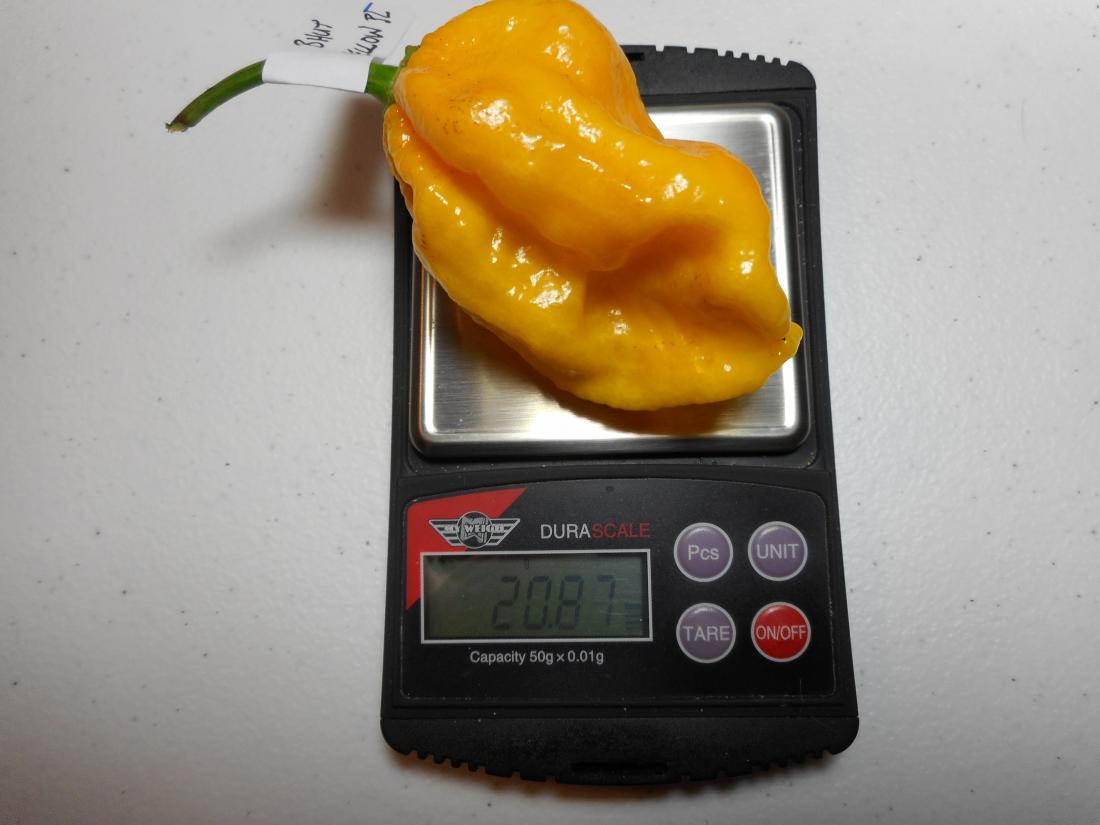 Bhut Yellow PL 1.JPG