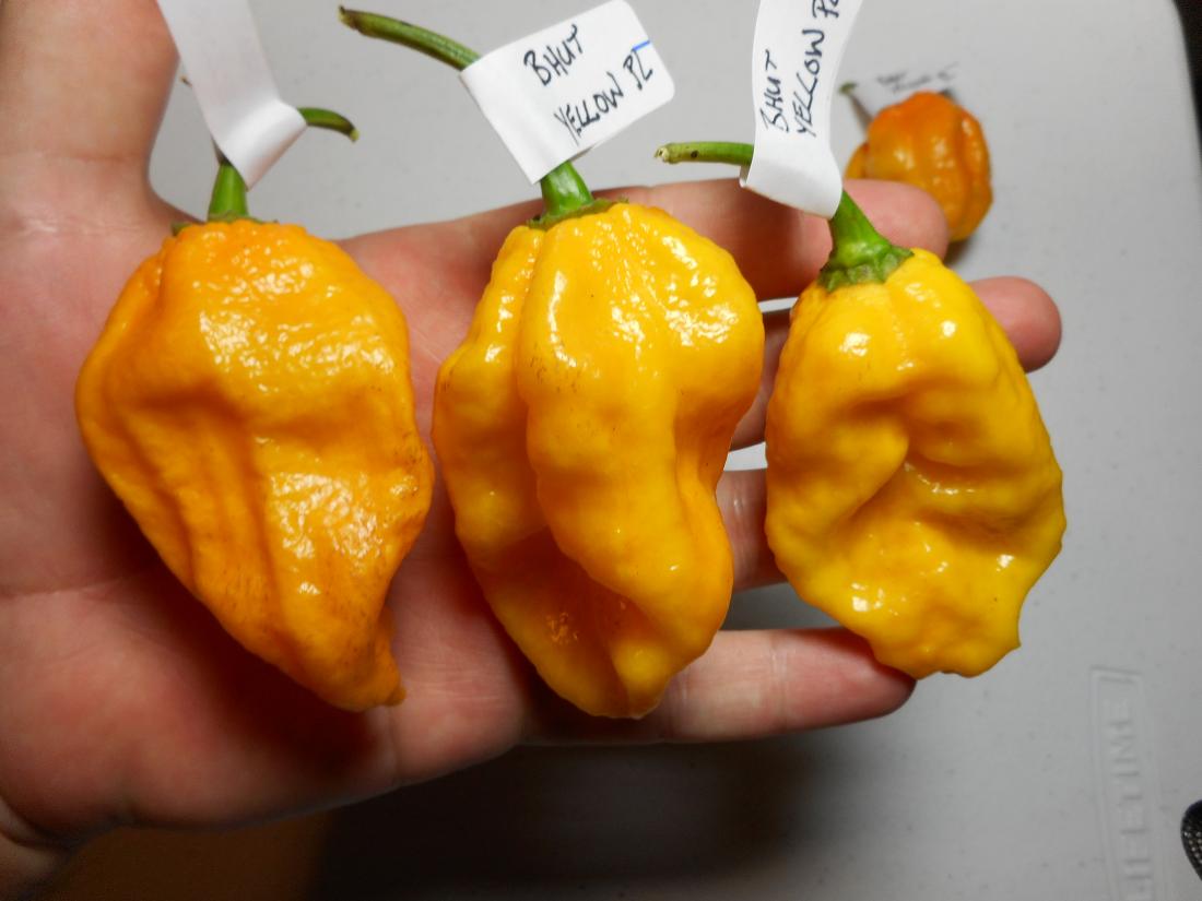 Bhut Yellow PL 3.JPG