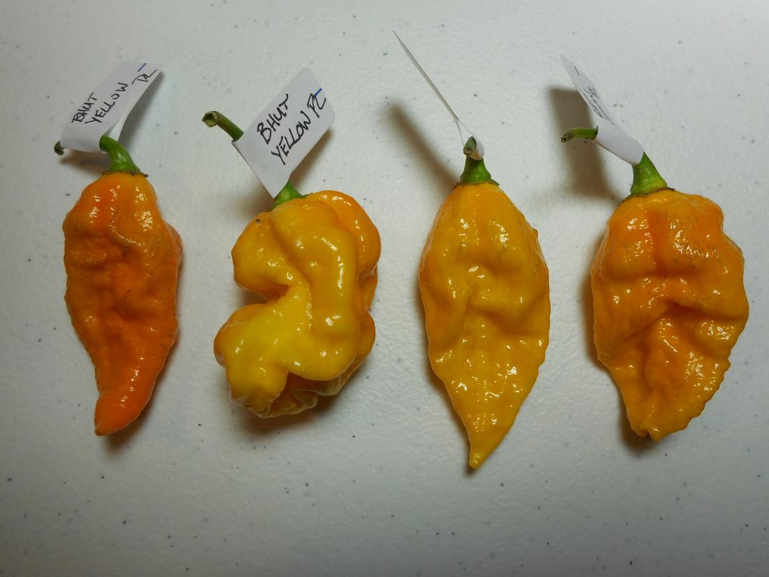 Bhut Yellow PL 6.JPG