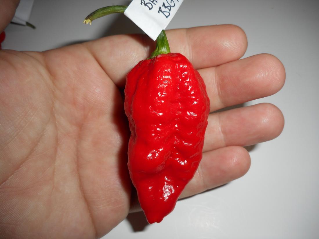 Bhutlah x BBG7 1.JPG