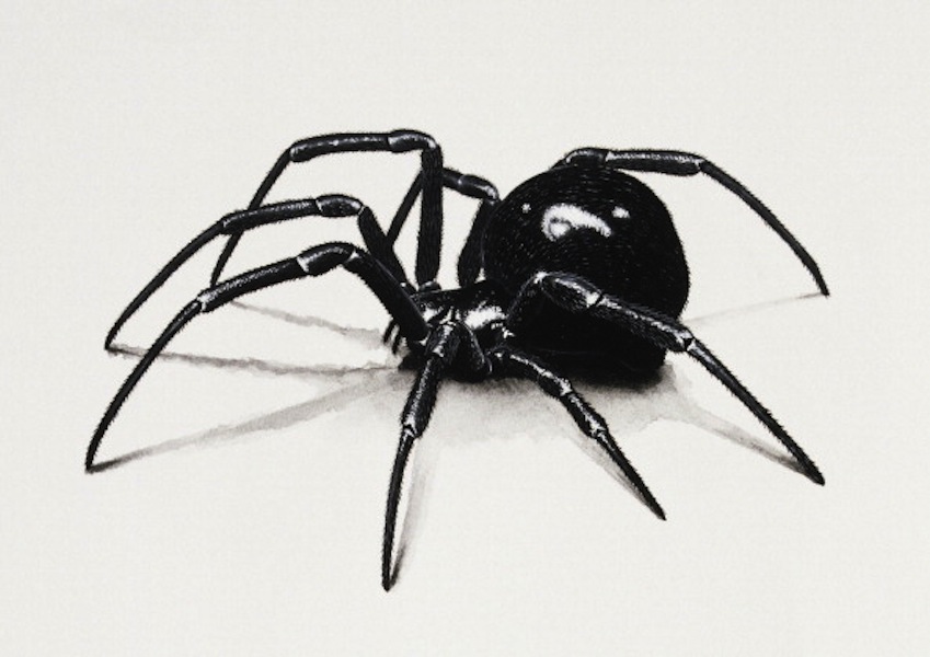 black-widow-spider.jpg