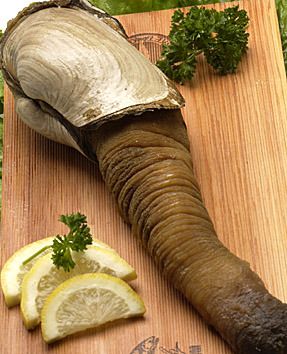 black_geoduck.jpg