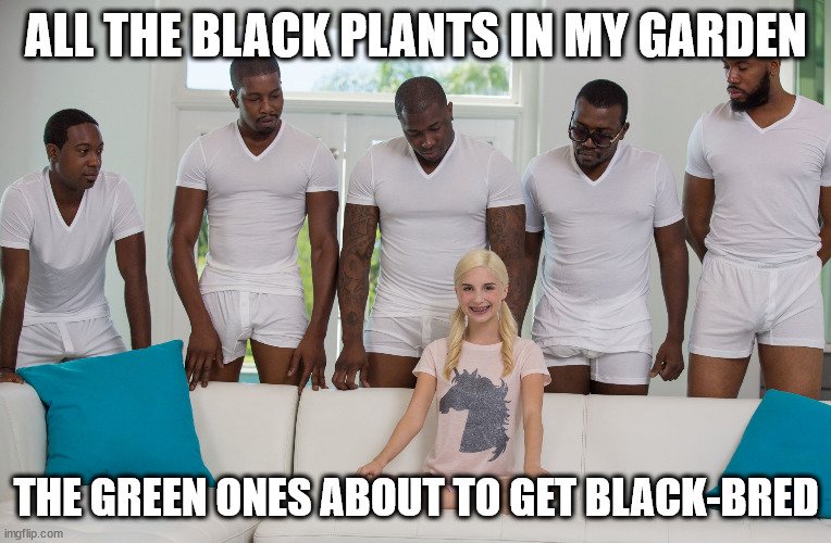 blackmeme.jpg