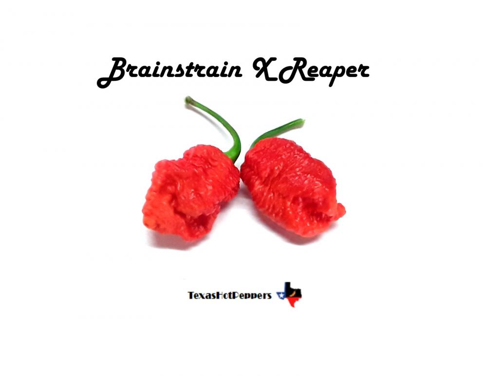 Brainstrain x Reaper.jpg
