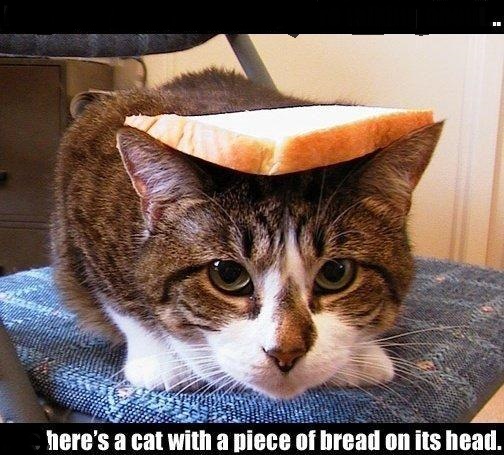 Breadcat.jpg