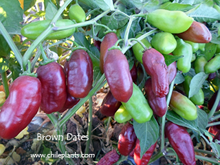 brown-dates-pepper-plants.jpg