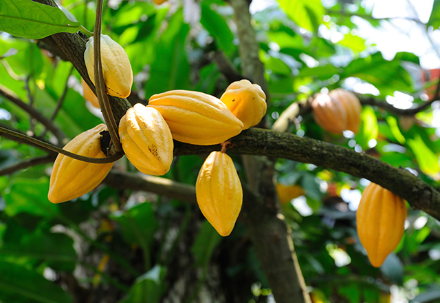 cacao_tree.jpg