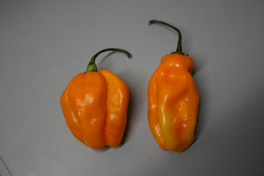 Capsicum Aji Adjuma Yellow Form_9282-004.JPG