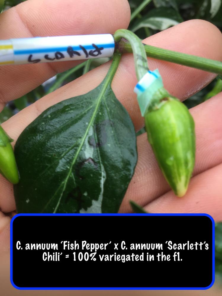 Capsicum annuum 'Fish Pepper' x C. annuum 'Scarlett's Chili'.JPG