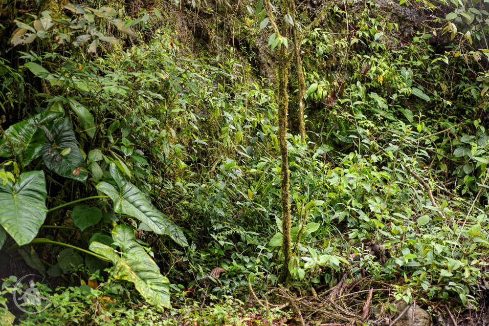 Capsicum geminifolium SFF Otun Quimbaya Habitat.jpg