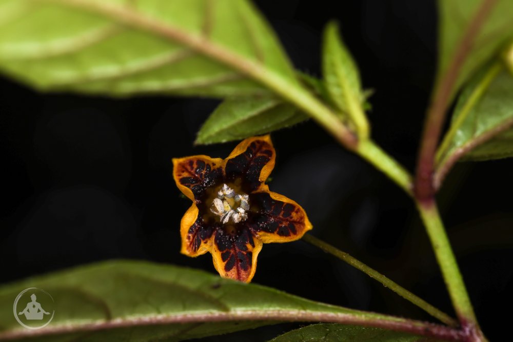 Capsicum geminifolium SFF Otun Quimbaya Plant 1-4.jpg