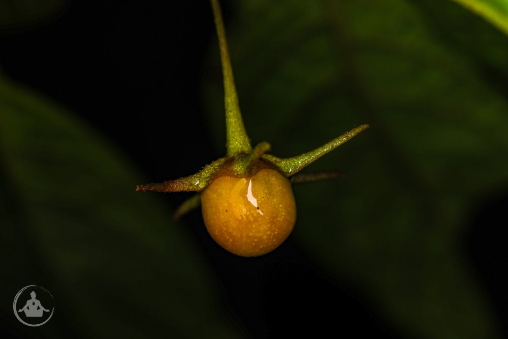 Capsicum geminifolium SFF Otun Quimbaya Plant 1-5.jpg