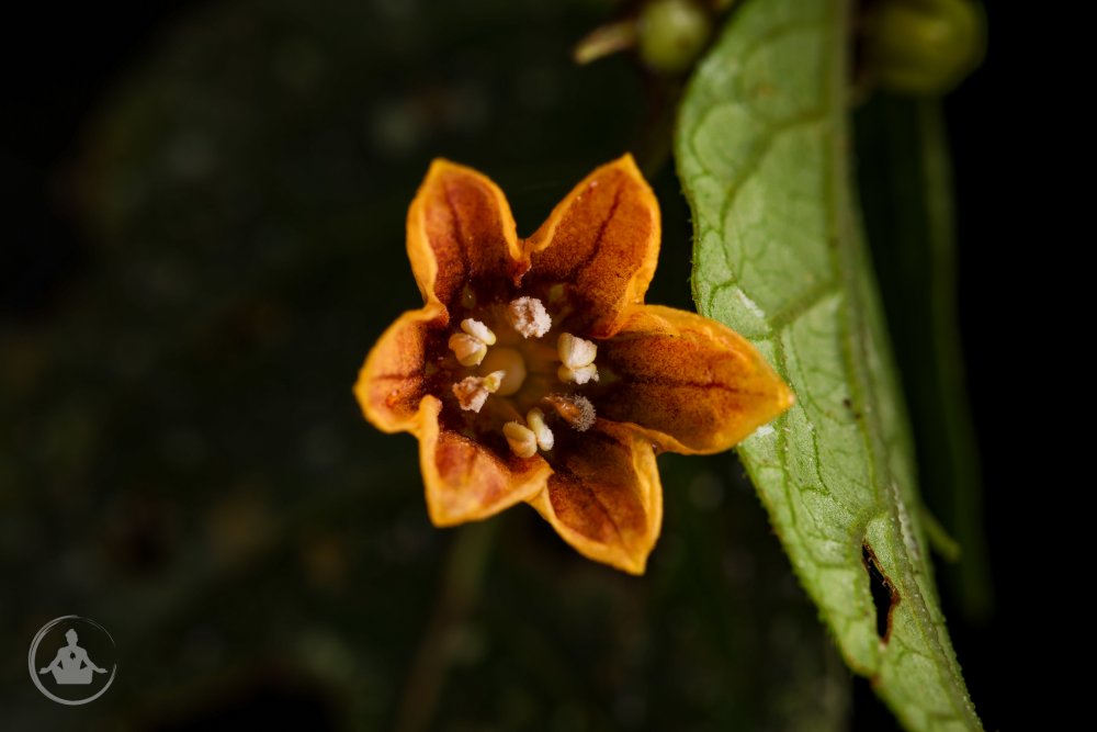 Capsicum geminifolium SFF Otun Quimbaya Plant 2-4.jpg