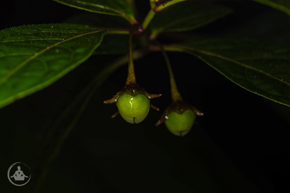 Capsicum geminifolium SFF Otun Quimbaya Plant 2.jpg