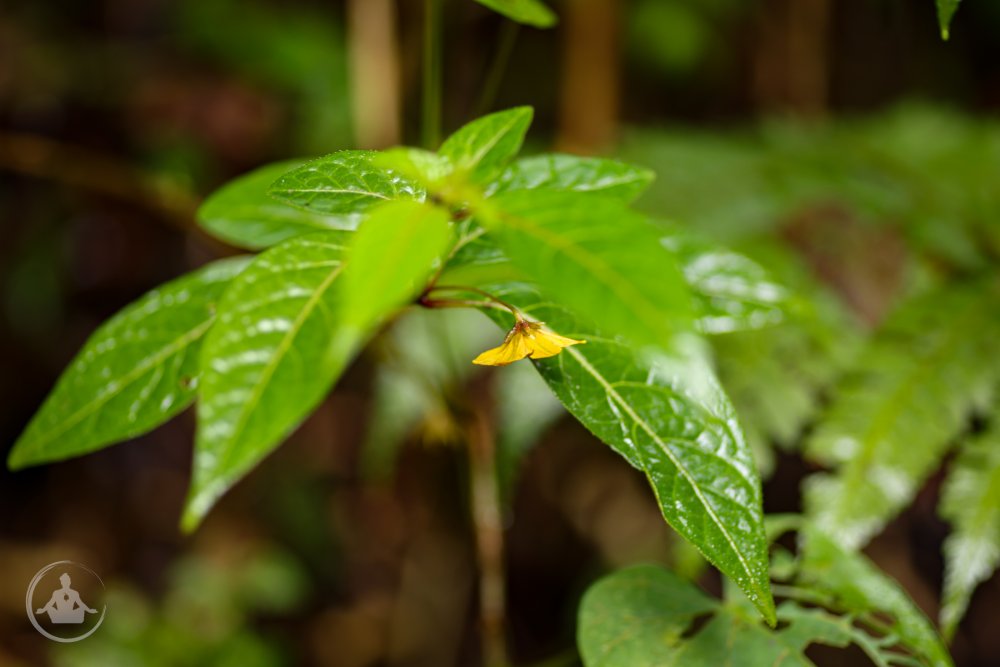 Capsicum geminifolium SFF Otun Quimbaya Plant 3-2.jpg