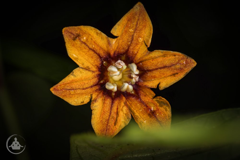 Capsicum geminifolium SFF Otun Quimbaya Plant 3.jpg