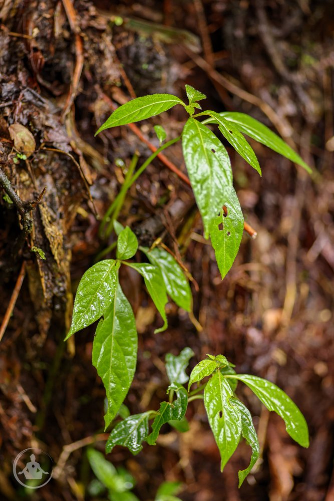 Capsicum geminifolium SFF Otun Quimbaya Plant 6.jpg