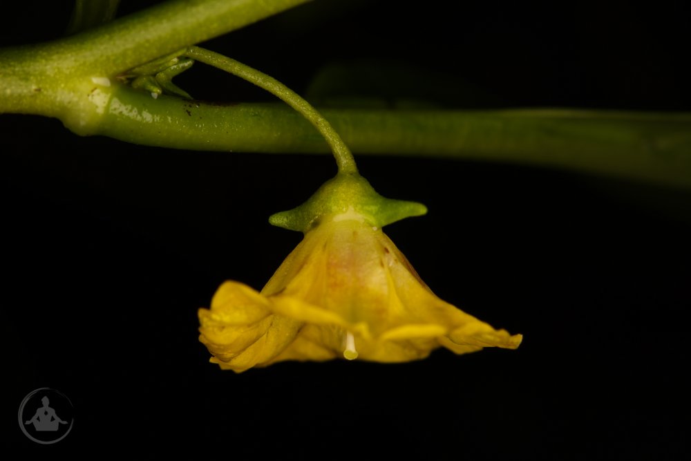 Capsicum lycianthoides-18.jpg