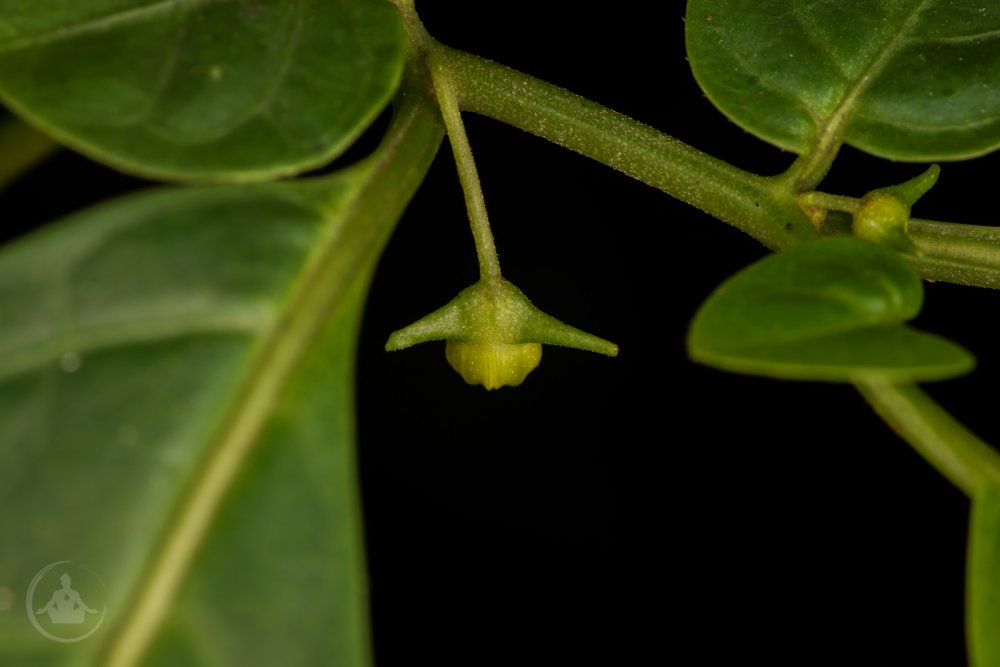 Capsicum lycianthoides-25.jpg