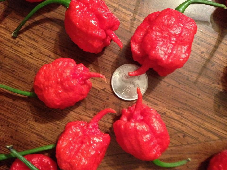 carolina reaper 3.jpg