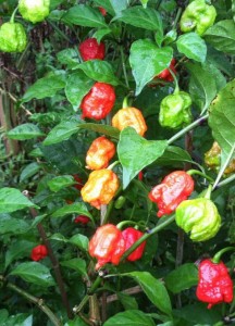 carolina-reaper-plant-2-216x300.jpg