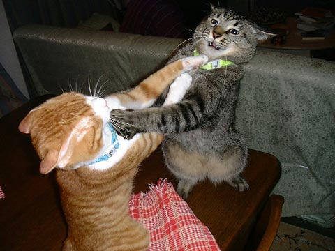 cat_fight.jpg