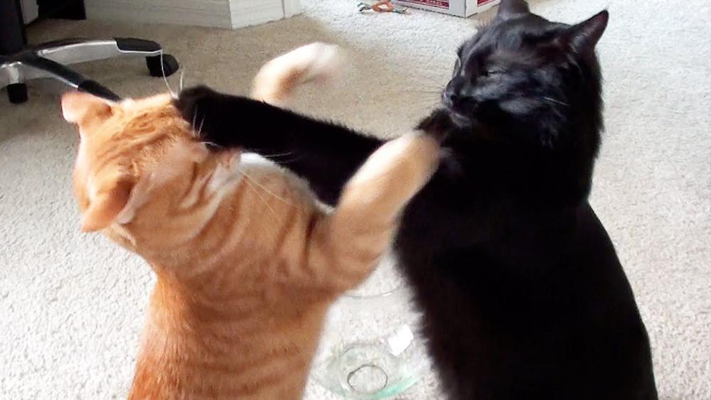cat_fight3.jpg