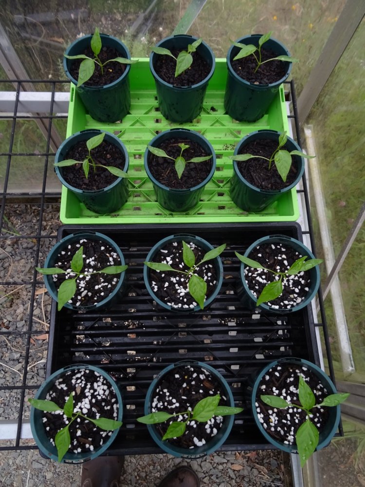 Cayenne Seedlings 1.jpg