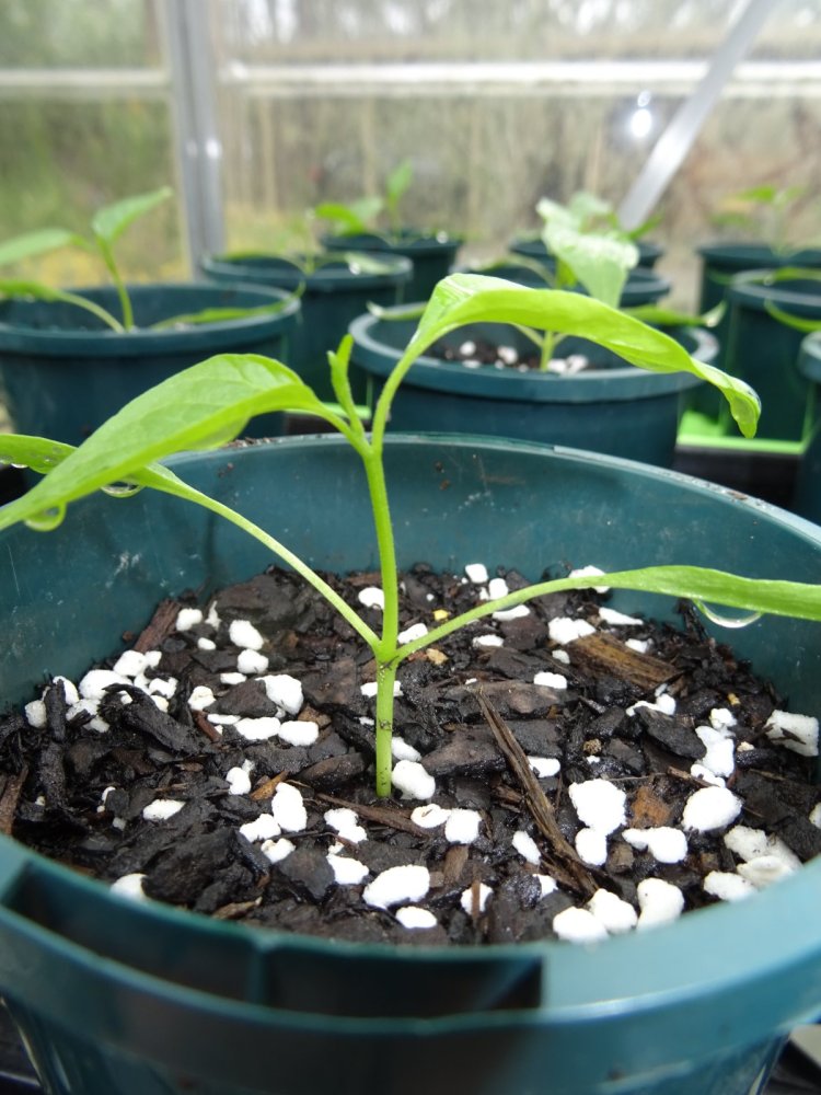 Cayenne Seedlings 2.jpg