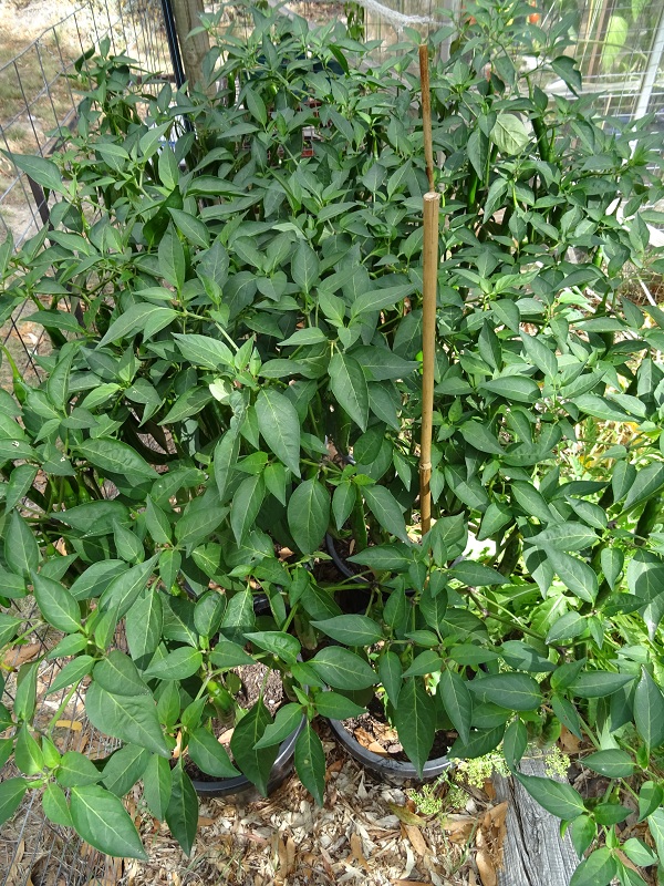 Cayenneplants1.jpg