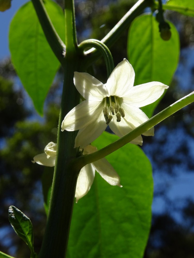 Caysan flower 1.jpg