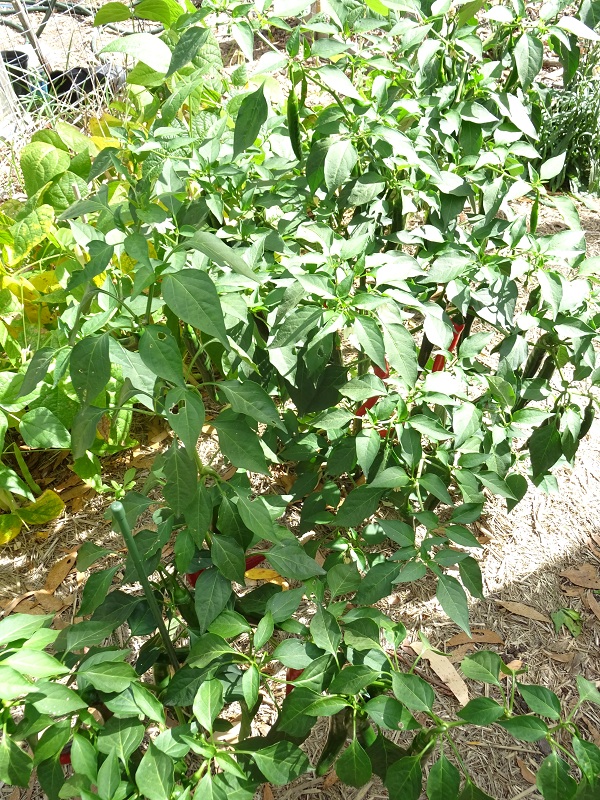 Caysanplants1.jpg