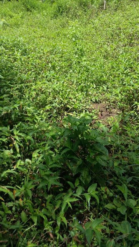 Chillies in field.jpg