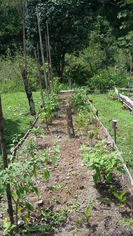 chillies in raised bed.jpg