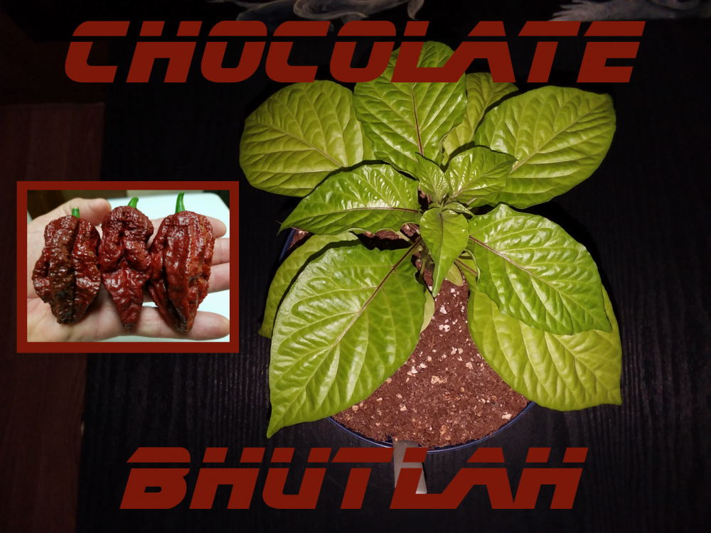 chocolate bhutlah 4-7.png