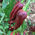 chocolate_ghost_bhut_jolokia_pepper_tyler_farms_seeds_and_plants__41768.jpg