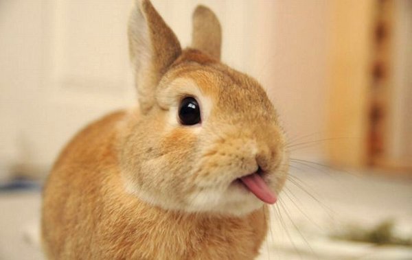 cute-bunny-sticking-out-tongue.jpg