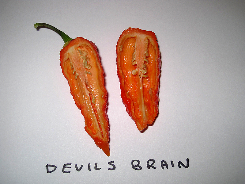 devils-brain-in.jpg
