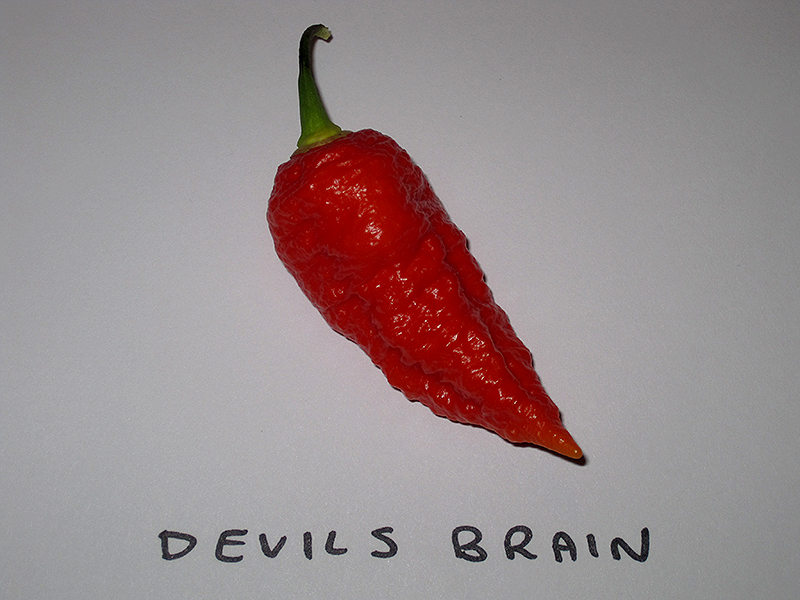 devils-brain.jpg