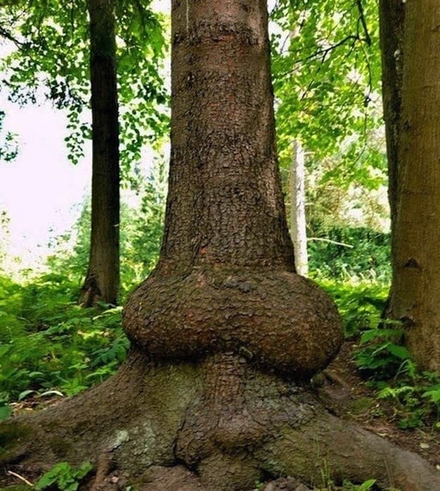 dick_balls_tree.jpg