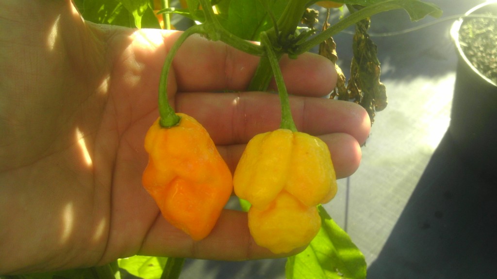 different color and shape Chiles ON THE SAME PLANTDale @ bakers.jpg