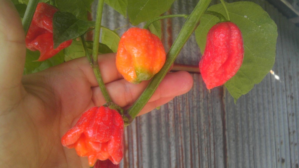 DIFFERENT pepper pods same plant bakers seeds.jpg