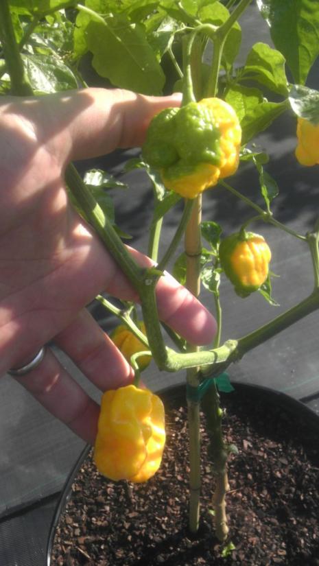 DIFFERENT SHAPED PEPPERS same plant DALE @ BAKERS.jpg