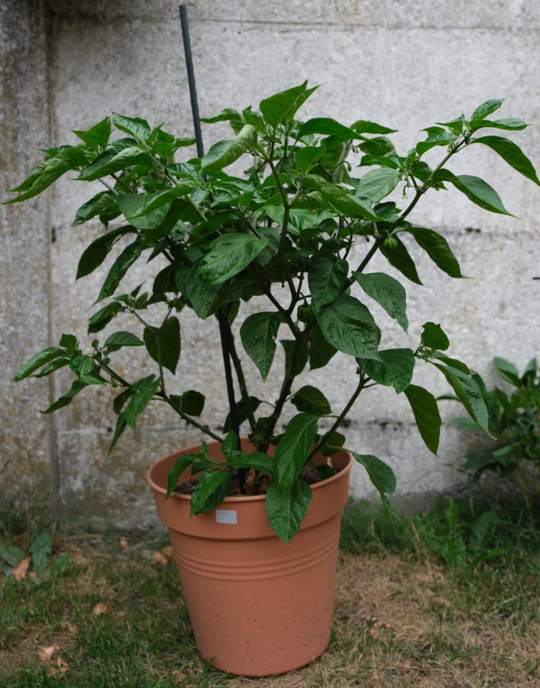 DSCF0090.JPG