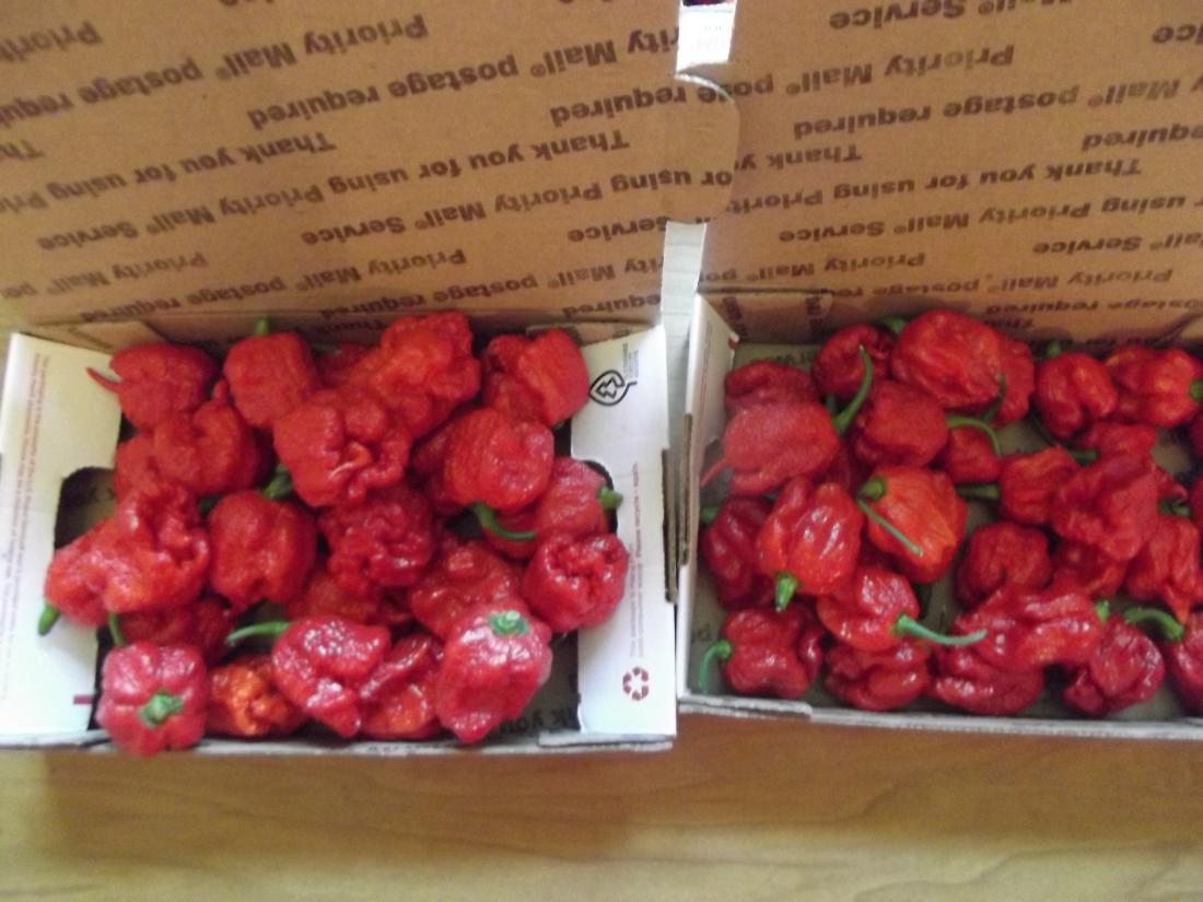 DSCF8382reapers.jpg